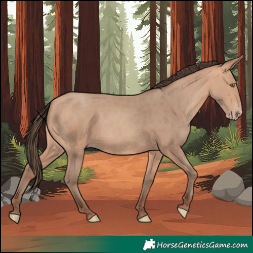 Horse Color:Amber Champagne