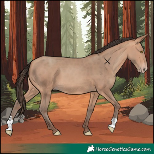 Horse Color:Amber Champagne 
