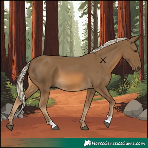 Horse Color:Chocolate Palomino 