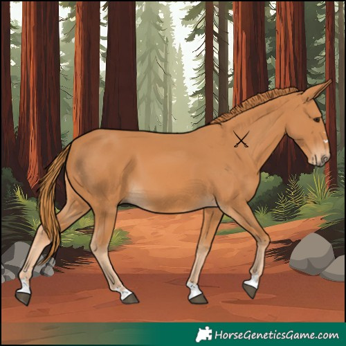 Horse Color:Chestnut 