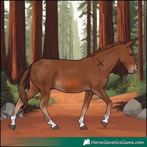 Horse Color:Chestnut 