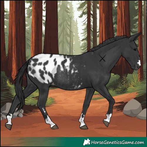 Horse Color:Black Blanket Rabicano
