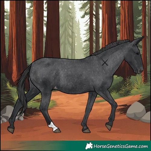 Horse Color:Black Varnish Rabicano 