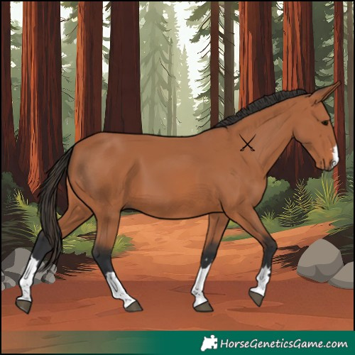 Horse Color:Bay 