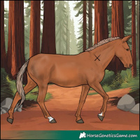 Horse Color:Chestnut 