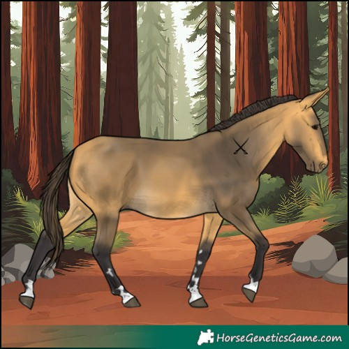 Horse Color:Buckskin 