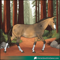 Horse Color:Buckskin 