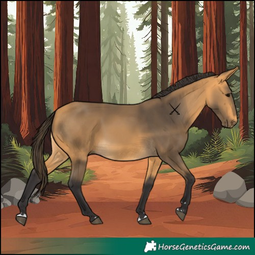 Horse Color:Buckskin 