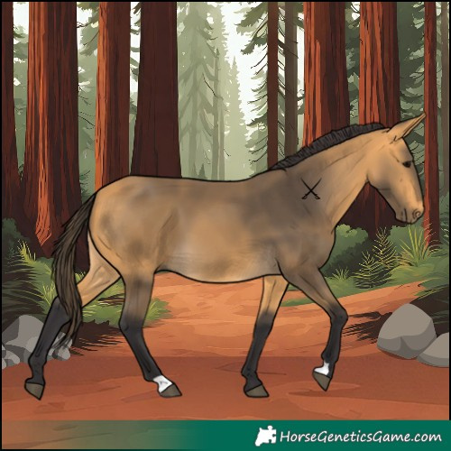 Horse Color:Buckskin