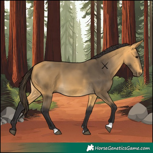Horse Color:Buckskin 