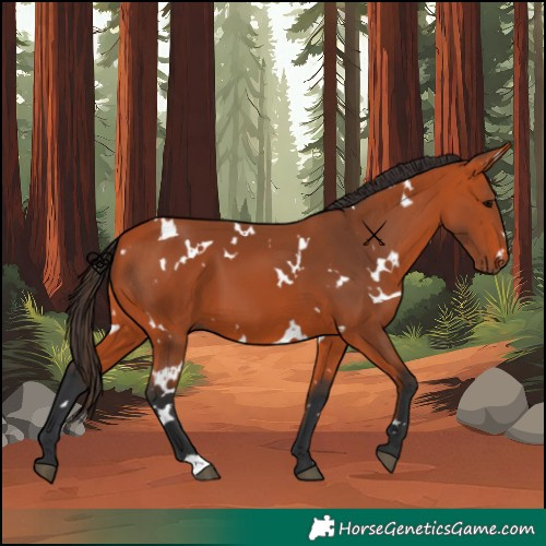 Horse Color:White Spotted Bay 
