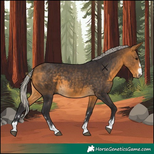 Horse Color:Silver Buckskin 