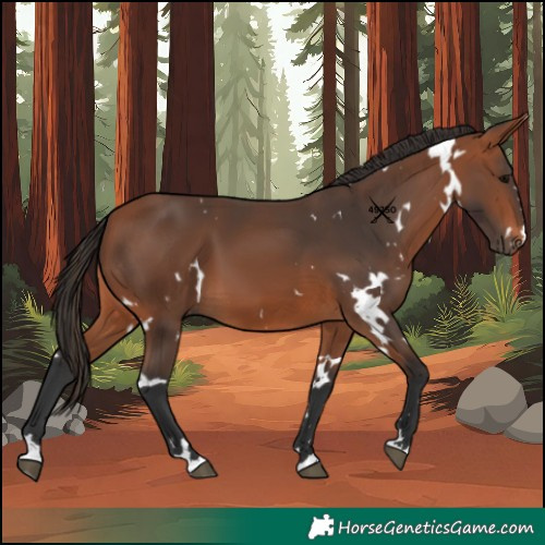 Horse Color:White Spotted Bay 