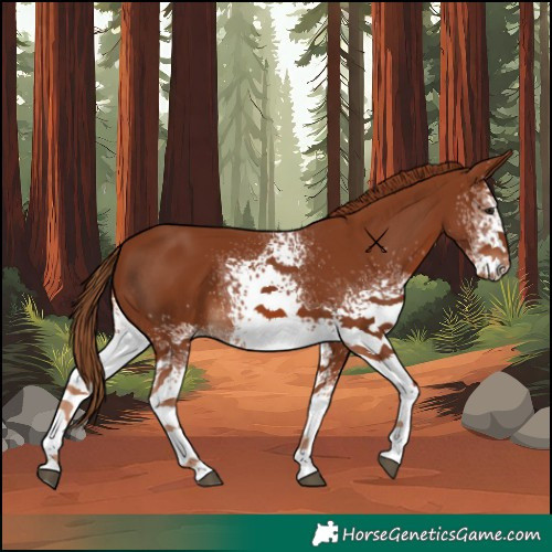 Horse Color:White Spotted Chestnut 