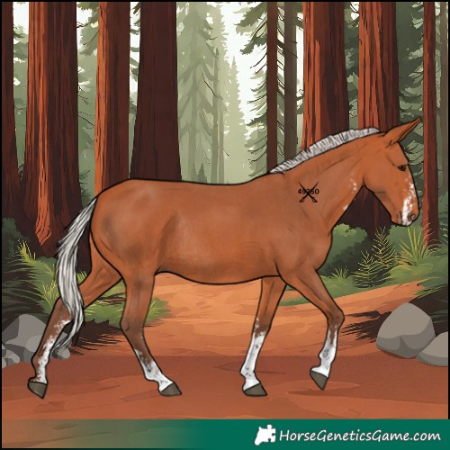 Horse Color:Silver Bay Sabino Rabicano 