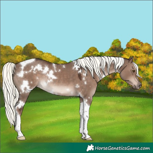 Horse Color:White Spotted Liver Red Dun Mushroom Tobiano Rabicano 