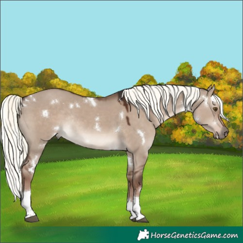 Horse Color:White Spotted Liver Red Dun Mushroom Tobiano Rabicano 