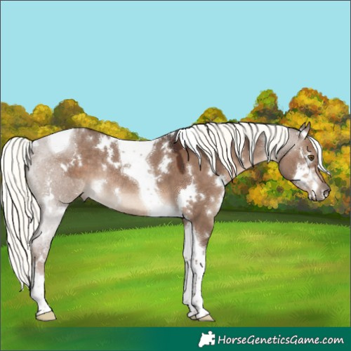Horse Color:White Spotted Liver Red Dun Mushroom Tobiano Rabicano 