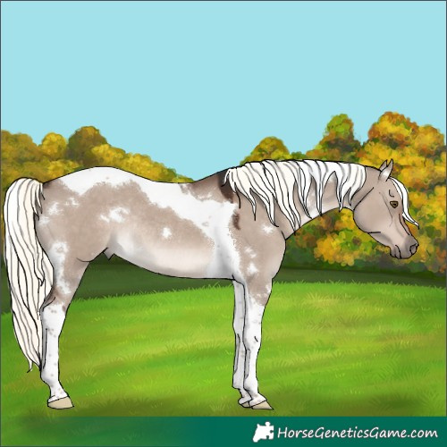 Horse Color:White Spotted Liver Red Dun Mushroom Tobiano Rabicano 