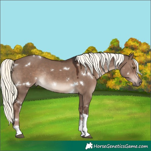 Horse Color:White Spotted Liver Red Dun Mushroom Tobiano Rabicano