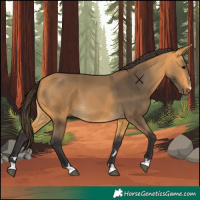 Horse Color:Buckskin 
