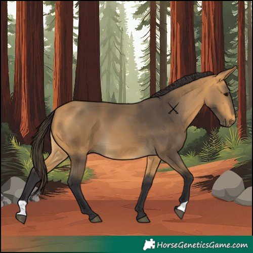 Horse Color:Buckskin