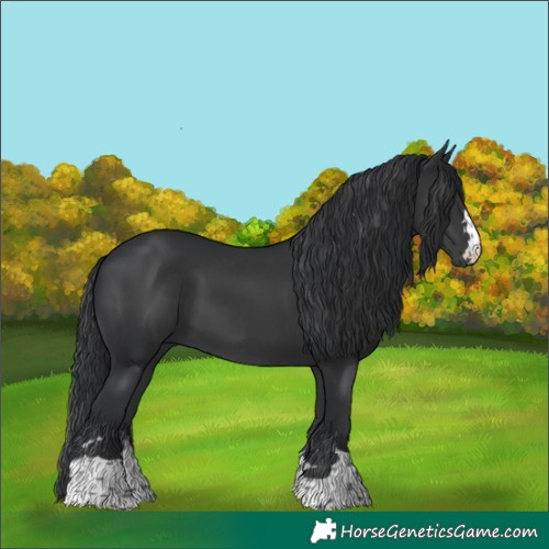 Horse Color:Black 