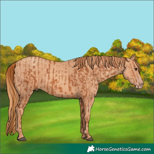 Horse Color:Chestnut  and Gold Champagne 