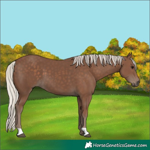 Horse Color:Silver Black