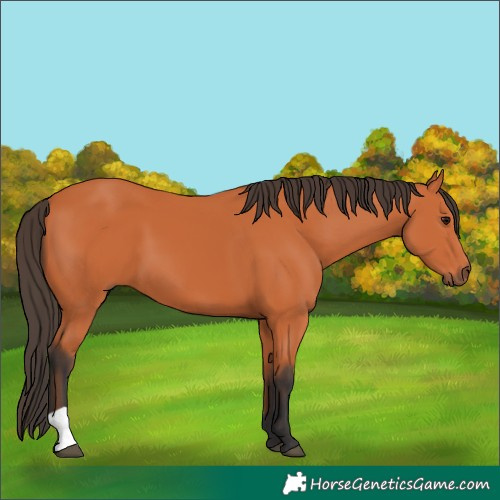 Horse Color:Bay 