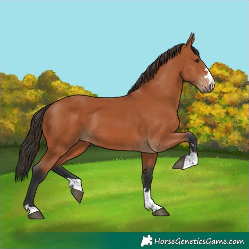 Horse Color:Bay 