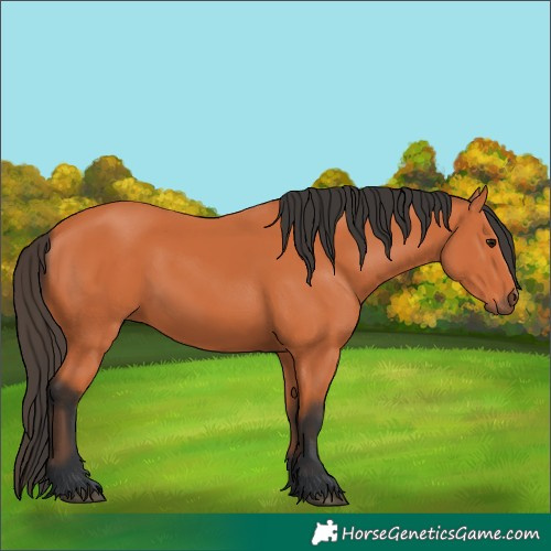 Horse Color:Bay 