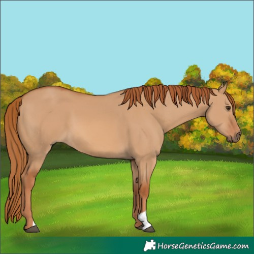 Horse Color:Red Dun