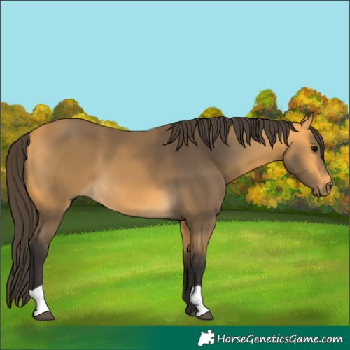 Horse Color:Buckskin