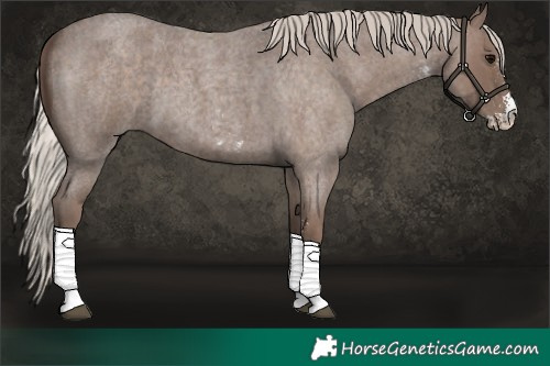 Horse Color:Silver Blue Roan Sabino 