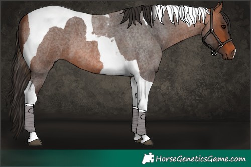 Horse Color:Bay Roan Tobiano 
