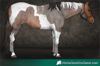Horse Color:Bay Roan Tobiano