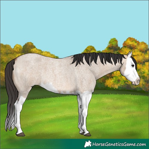 Horse Color:Bay Roan Dun Splash