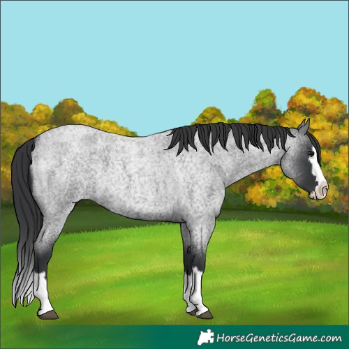 Horse Color:Blue Roan Splash 