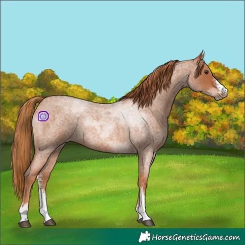 Horse Color:Red Roan Sabino
