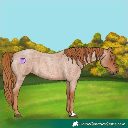 Horse Color:Unknown 