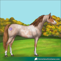 Horse Color:Red Roan Sabino