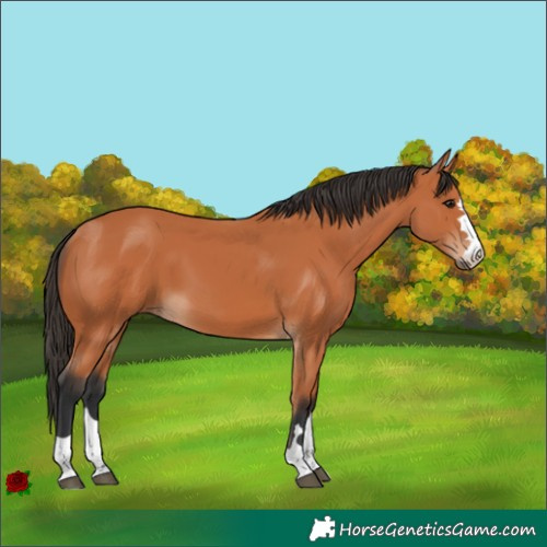 Horse Color:Bay 