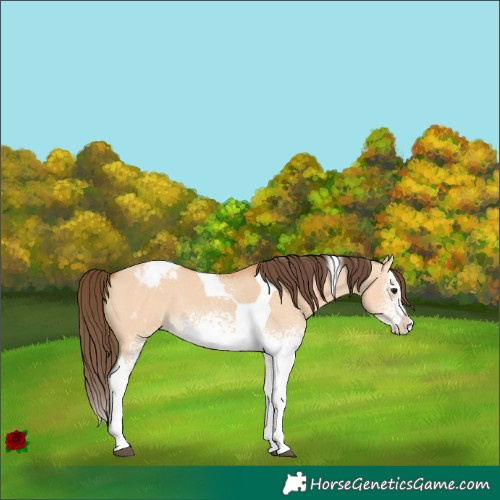 Horse Color:White Spotted Bay Dun Splash Tobiano Varnish Rabicano