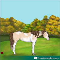 Horse Color:White Spotted Bay Dun Splash Tobiano Varnish Rabicano 