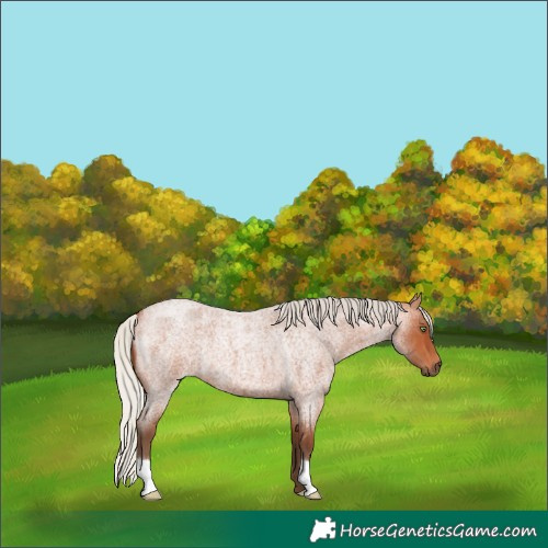 Horse Color:Silver Bay Roan