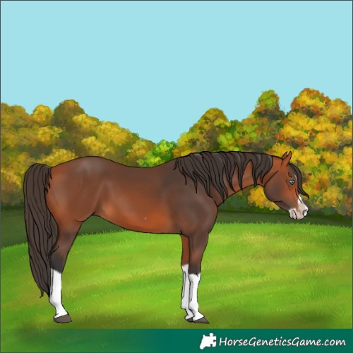 Horse Color:Bay Splash Frame