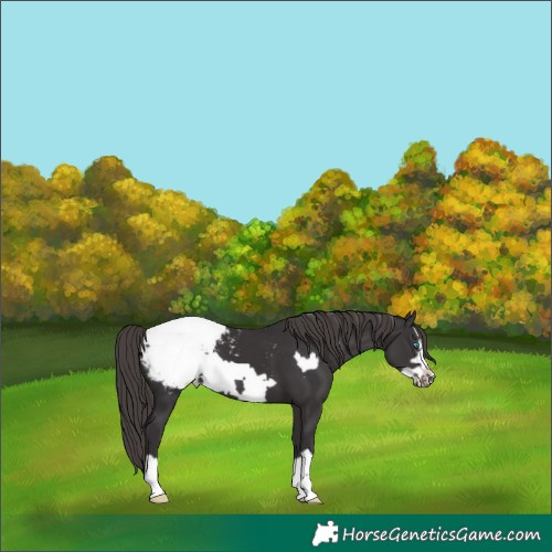 Horse Color:Smoky Black Frame Appaloosa