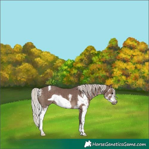 Horse Color:Silver Black Sabino Frame Rabicano 