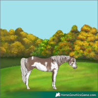 Horse Color:Silver Black Sabino Frame Rabicano 